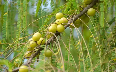 Amla