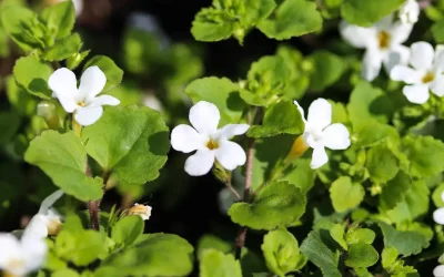 Brahmi