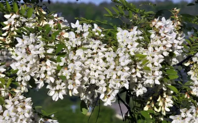 Shikakaï