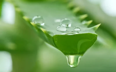Aloe vera