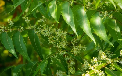 Neem