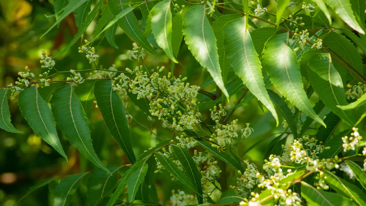 Neem